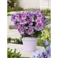 Ketmia syryjska 'Russian Violet' | Hibiscus syriacus