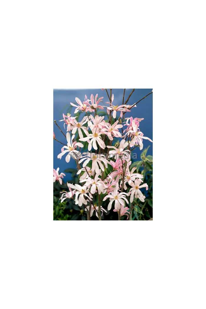 Magnolia gwiaździsta 'Rosea' Magnolia stellata