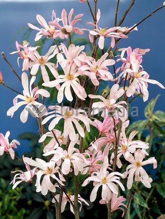 Magnolia gwiaździsta 'Rosea' Magnolia stellata