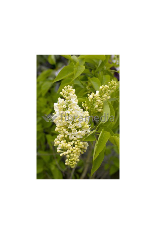 Lilak żółty 'Primrose' Syringa vulgaris