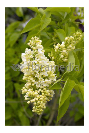 Lilak żółty 'Primrose' Syringa vulgaris