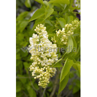 Lilak żółty 'Primrose' Syringa vulgaris