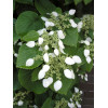Przywarka japońska | Schizophragma hydrangeoides