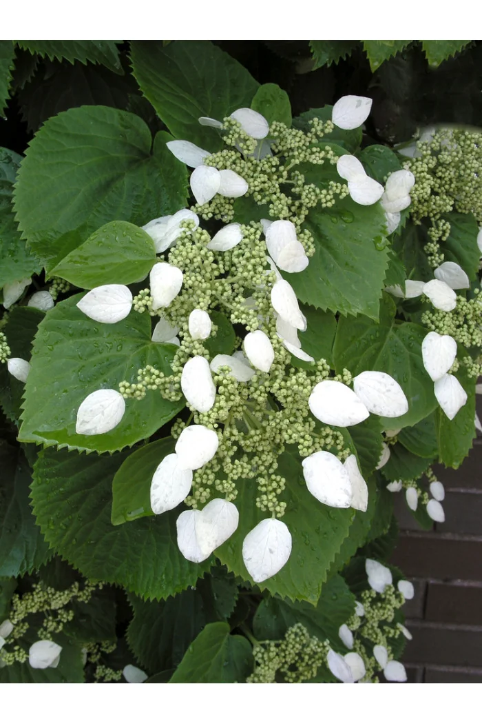 Przywarka japońska | Schizophragma hydrangeoides