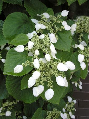 Przywarka japońska | Schizophragma hydrangeoides