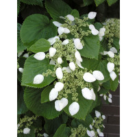Przywarka japońska | Schizophragma hydrangeoides