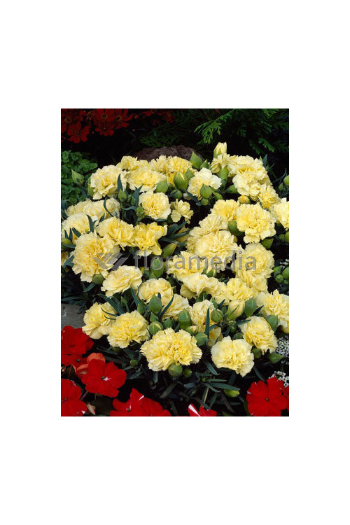 Goździk ogrodowy 'Grenadin Yellow' Dianthus caryophyllus