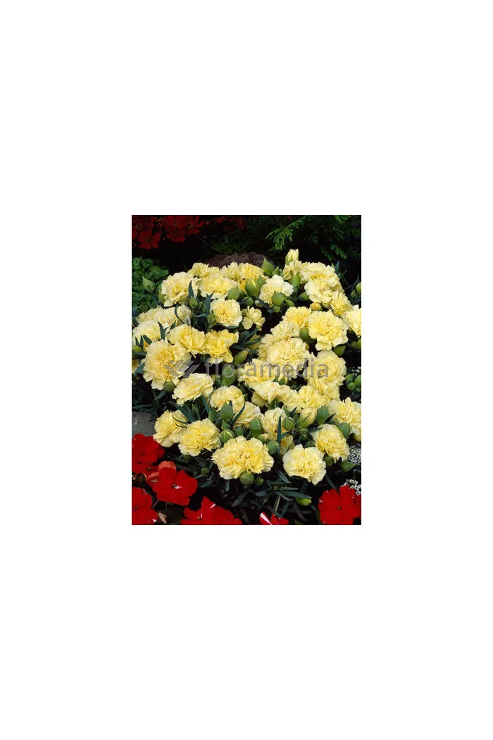 Goździk ogrodowy 'Grenadin Yellow' Dianthus caryophyllus