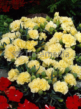 Goździk ogrodowy 'Grenadin Yellow' Dianthus caryophyllus