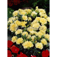 Goździk ogrodowy 'Grenadin Yellow' Dianthus caryophyllus