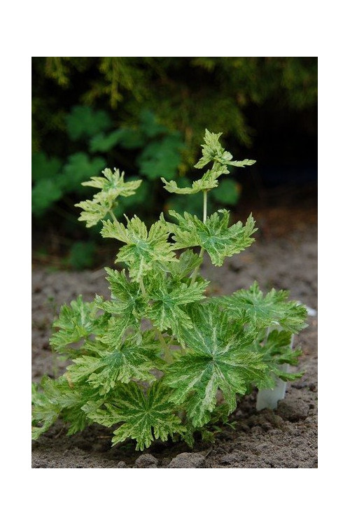 Bodziszek żałobny 'Margaret Wilson' Geranium phaeum