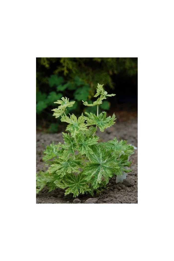 Bodziszek żałobny 'Margaret Wilson' Geranium phaeum