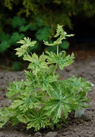 Bodziszek żałobny 'Margaret Wilson' Geranium phaeum