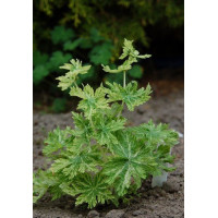 Bodziszek żałobny 'Margaret Wilson' Geranium phaeum