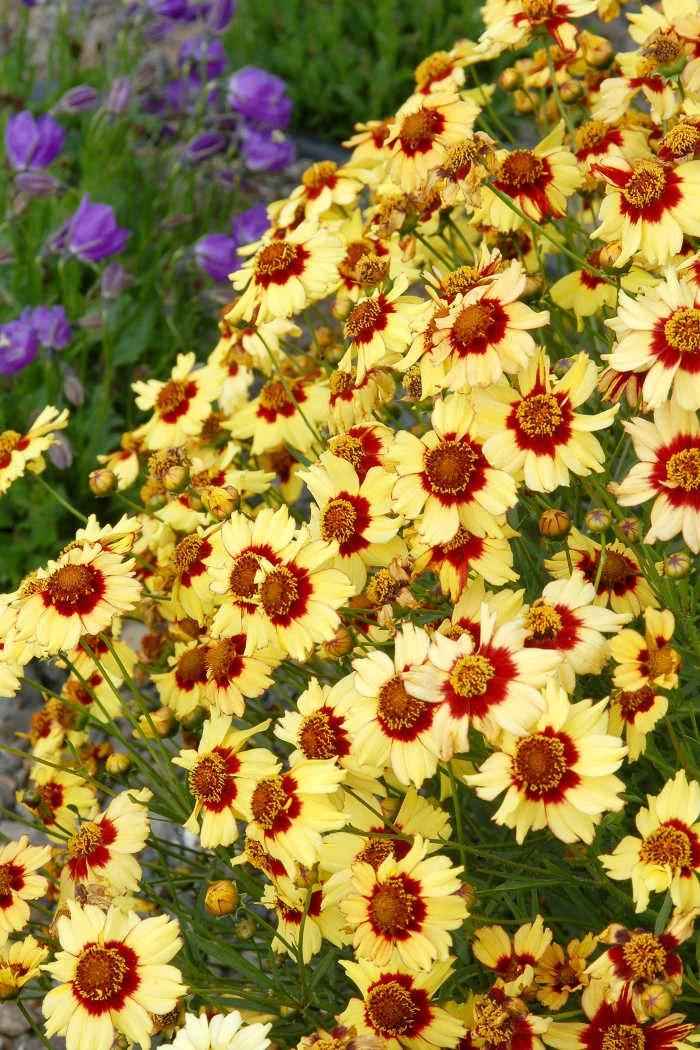 Nachyłek 'Autumn Blush' Coreopsis