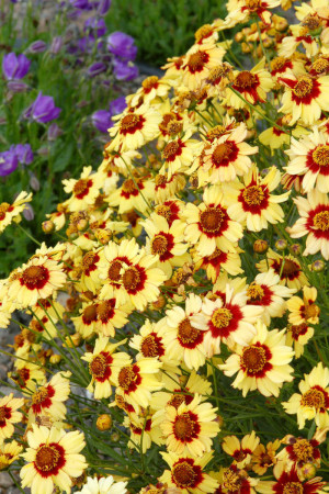 Nachyłek 'Autumn Blush' Coreopsis