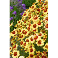 Nachyłek 'Autumn Blush' Coreopsis