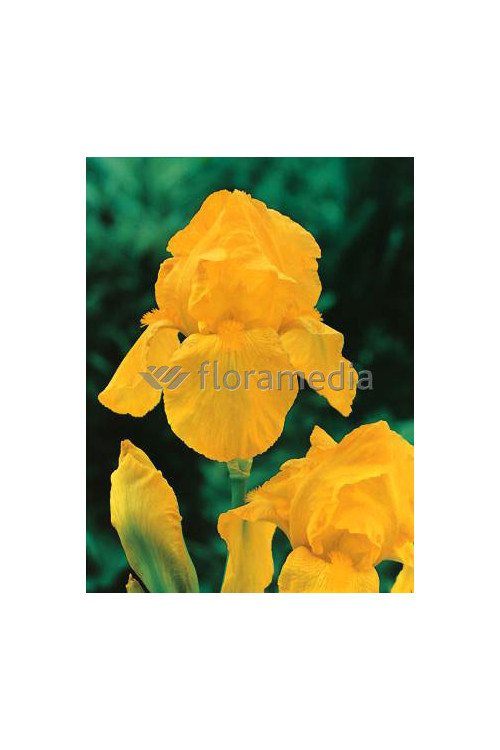 Kosaciec (Irys) bródkowy 'Ola Kala' Iris barbata