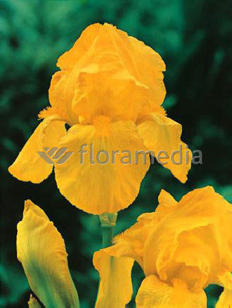 Kosaciec (Irys) bródkowy 'Ola Kala' Iris barbata