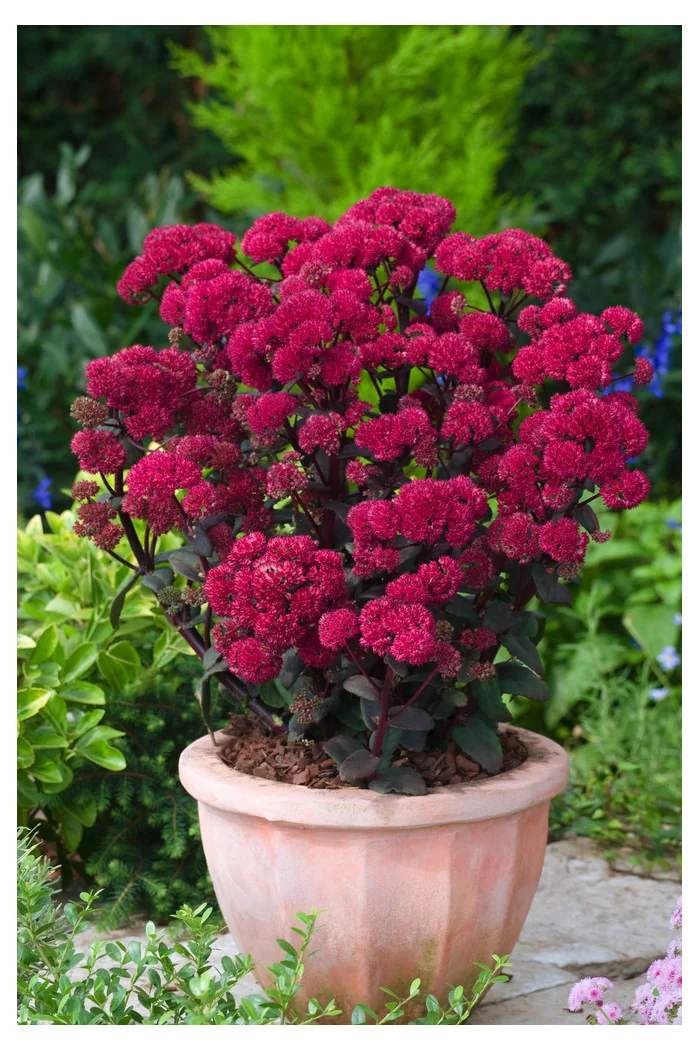 Rozchodnik karpacki 'Red Cauli' Sedum telephium