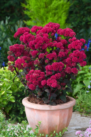 Rozchodnik karpacki 'Red Cauli' Sedum telephium