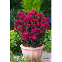 Rozchodnik karpacki 'Red Cauli' Sedum telephium