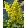 Kokorycz 'Canary Feathers' Corydalis