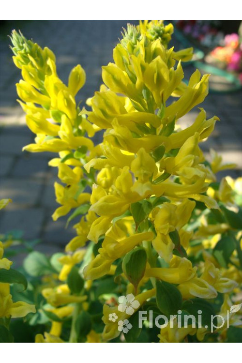 Kokorycz 'Canary Feathers' Corydalis