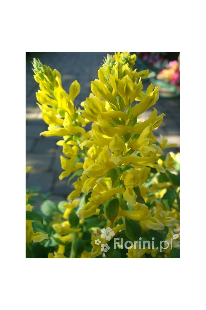 Kokorycz 'Canary Feathers' Corydalis