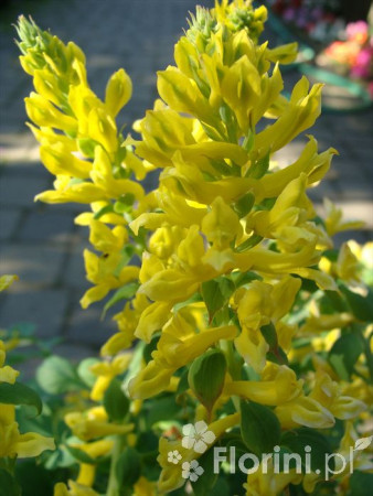Kokorycz 'Canary Feathers' Corydalis