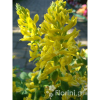 Kokorycz 'Canary Feathers' Corydalis