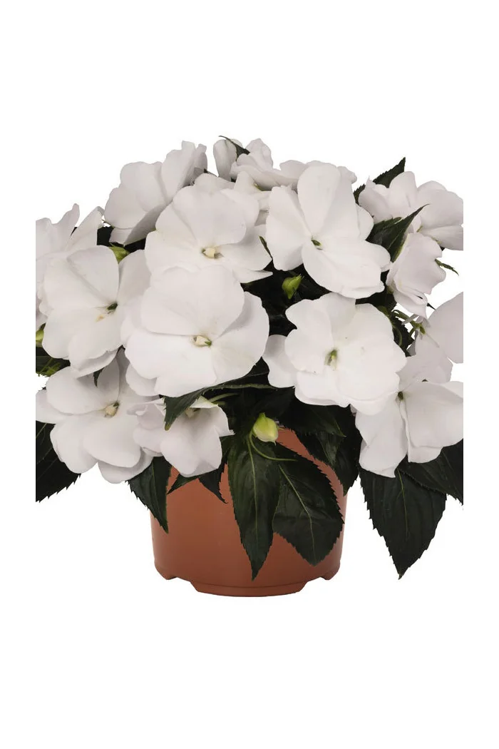 Niecierpek nowogwinejski 'Magnum White' div class'lat' Impatiens /div