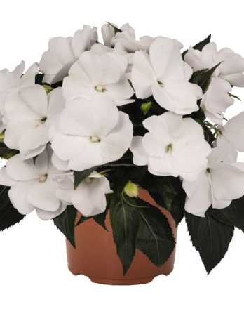 Niecierpek nowogwinejski 'Magnum White' div class'lat' Impatiens /div