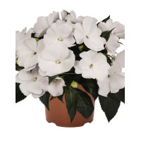 Niecierpek nowogwinejski 'Magnum White' div class'lat' Impatiens /div