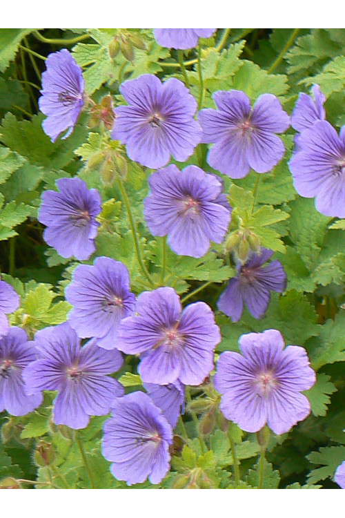Bodziszek himalajski 'Baby Blue' | Geranium himalayense