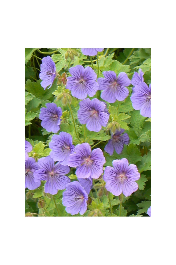 Bodziszek himalajski 'Baby Blue' | Geranium himalayense