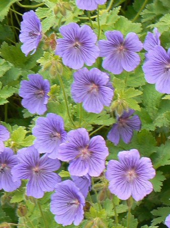 Bodziszek himalajski 'Baby Blue' | Geranium himalayense