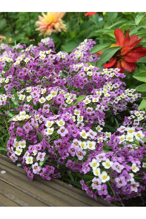 Smagliczka 'Lavender Stream' div class'lat' Lobularia /div