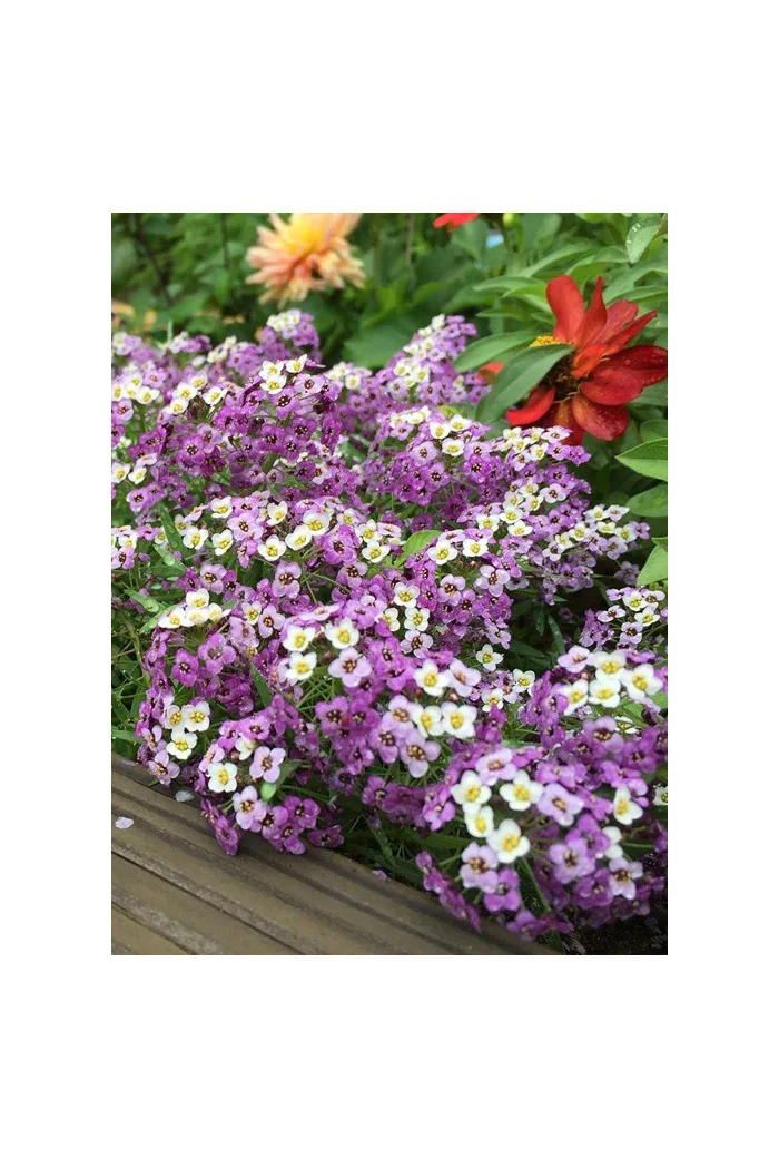 Smagliczka 'Lavender Stream' div class'lat' Lobularia /div