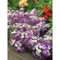 Smagliczka 'Lavender Stream' div class'lat' Lobularia /div