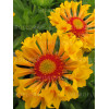 Gailardia 'Moxie' Gaillardia