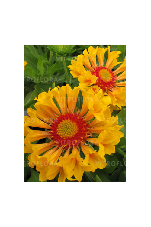 Gailardia 'Moxie' Gaillardia