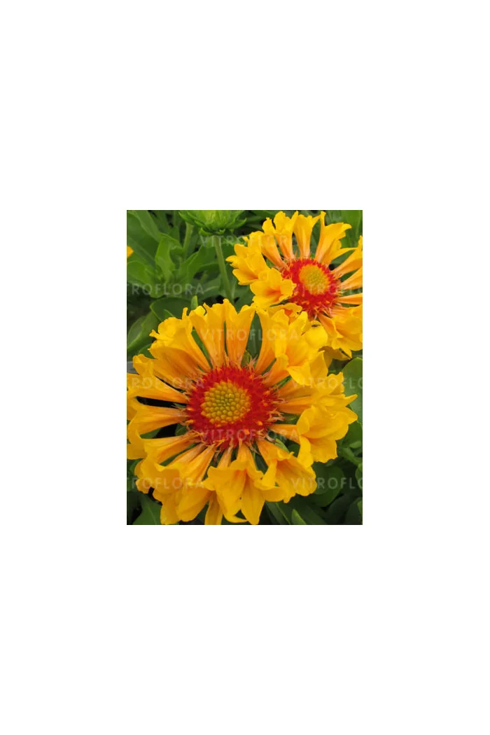 Gailardia 'Moxie' Gaillardia