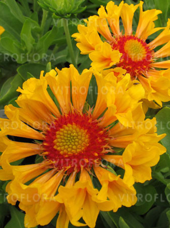 Gailardia 'Moxie' Gaillardia