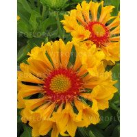 Gailardia 'Moxie' Gaillardia