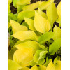 Funkia 'Golden Waffles' Hosta
