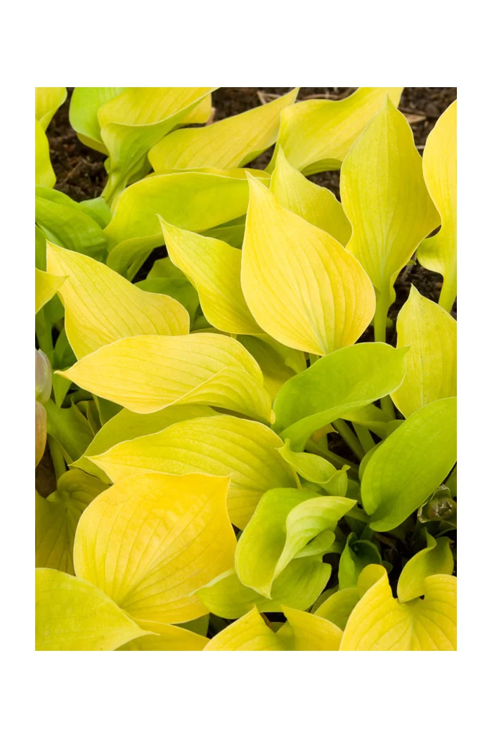 Funkia 'Golden Waffles' Hosta