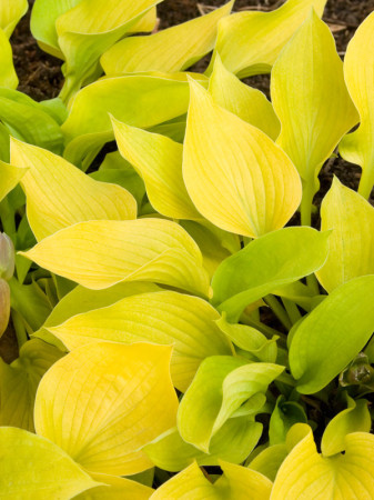 Funkia 'Golden Waffles' Hosta