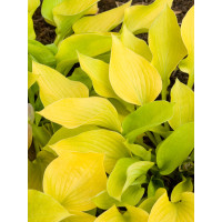 Funkia 'Golden Waffles' Hosta