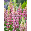 Łubin trwały 'The Chatelaine' Lupinus polyphyllus